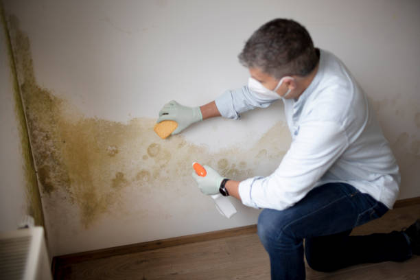 Best Mold Damage Restoration  in Plainville, KS