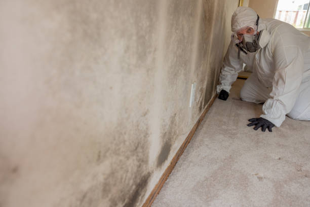 Best Mold Removal for HVAC Installations  in Plainville, KS